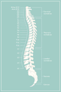 Spinal Anatomy Overview - Atlanta Brain and Spine Care