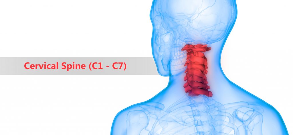 3D Illustration of Human Vertebral Column Cervical Spine Anatomy